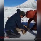 نجات یک روباه گرفتار در دبه