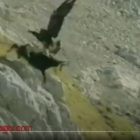 جنگ و گریز بزکوهی و جفتش با عقاب شکارچی
