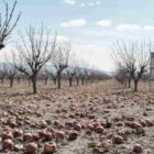 فاجعه در بازار سیب ارومیه حاصل یک سال زحمت در آستانه نابودی
