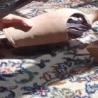 قلک دختر شکست تا موتور پدر تعمیر شود؛ روایت تلخ شرمندگی از گرانی