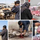 بعد از انتشار نامه کشتار اسب و الاغ؛ سازمان دامپزشکی عقب نشست؟